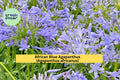 African Blue Agapanthus Live Plant – 6–8 Inches Tall – Hardy Perennial Flower with Blue Bloom Clusters – Agapanthus africanus for Garden, Border, Container