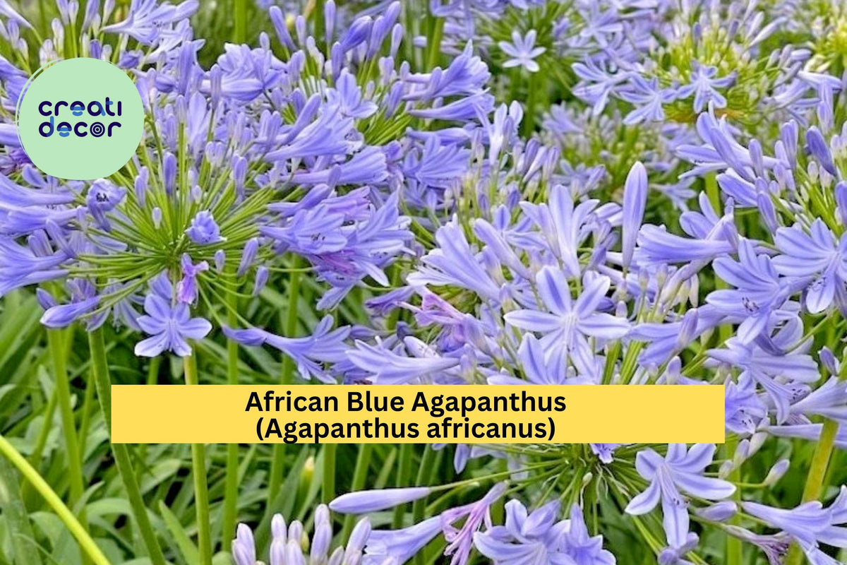 African Blue Agapanthus Live Plant – 6–8 Inches Tall – Hardy Perennial Flower with Blue Bloom Clusters – Agapanthus africanus for Garden, Border, Container
