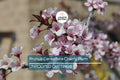 Prunus Cerasifera Cherry Plum Cuttings – Unrooted 6” Plants with Dark Purple Foliage, Pink Flowers, Edible Fruit, USDA Zones 5-8