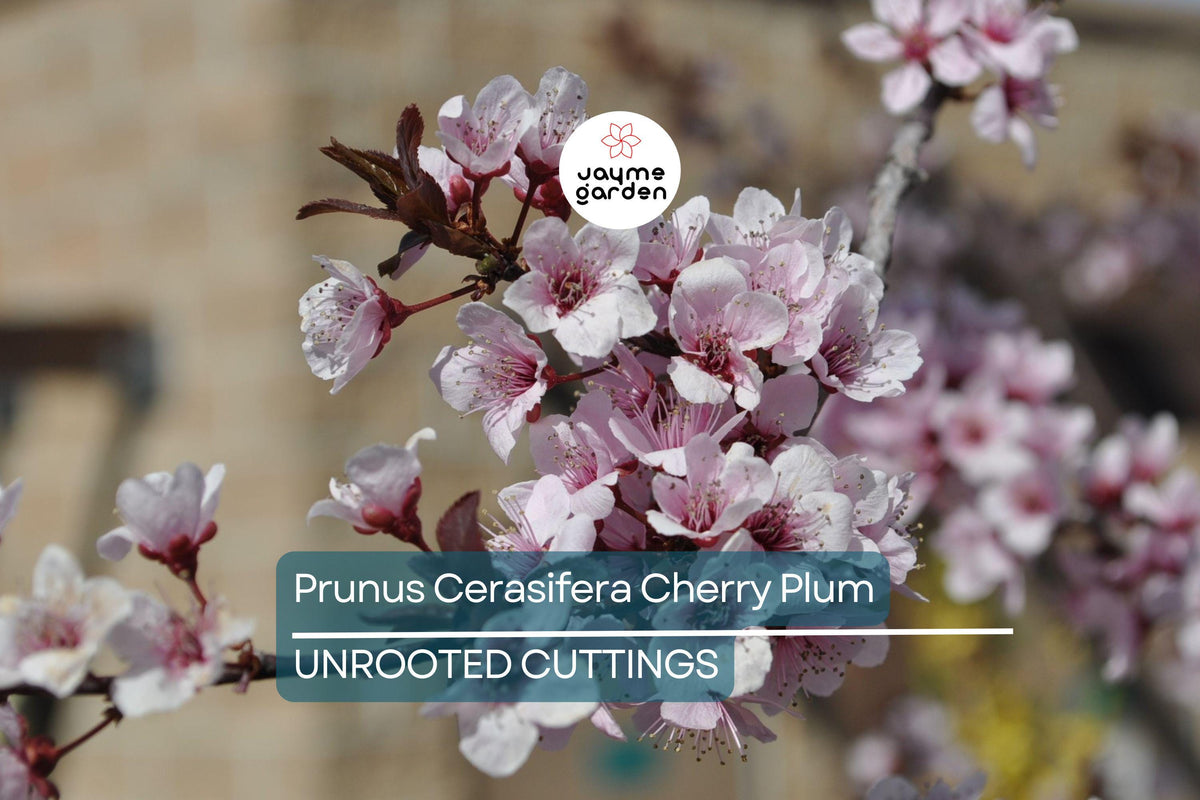 Prunus Cerasifera Cherry Plum Cuttings – Unrooted 6” Plants with Dark Purple Foliage, Pink Flowers, Edible Fruit, USDA Zones 5-8