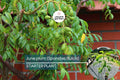 Live June Plum Tree - Tropical Fruit Tree (Spondias dulcis) 3’-4’ Tall with Flowers, Edible Fruit, Vibrant Canopy