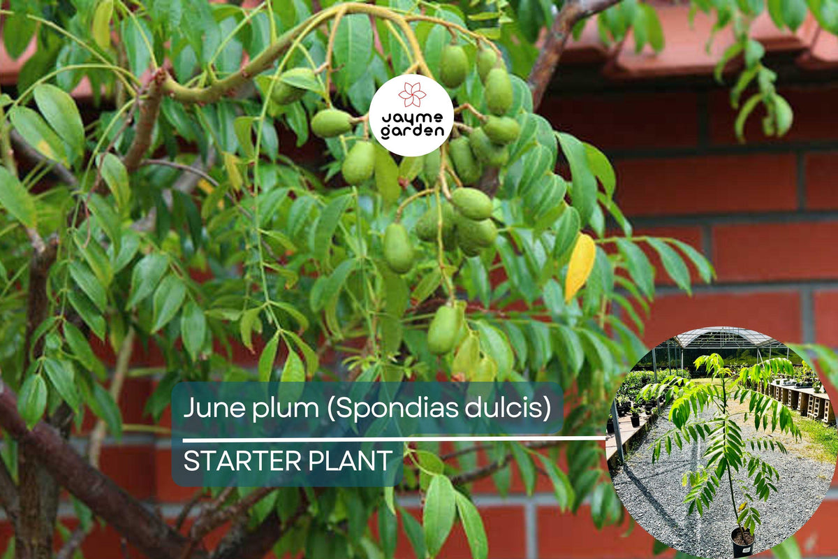 Live June Plum Tree - Tropical Fruit Tree (Spondias dulcis) 3’-4’ Tall with Flowers, Edible Fruit, Vibrant Canopy