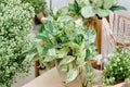 Pothos Ivy Combo 6 Cuttings Epipremnum aureum Varieties Indoor Trailing Houseplant
