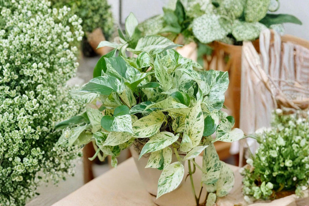 Pothos Ivy Combo 6 Cuttings Epipremnum aureum Varieties Indoor Trailing Houseplant
