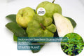 Indonesian Seedless Guava Tree | Live Fruit Plant 1’-2’ Tall | Psidium guajava | Sweet, Juicy, Seedless Tropical Fruit