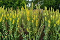 Showy Goldenrod Seeds – Native Perennial Wildflower, Bright Yellow Blooms, Solidago speciosa, Pollinator Attractant, 100 Seeds
