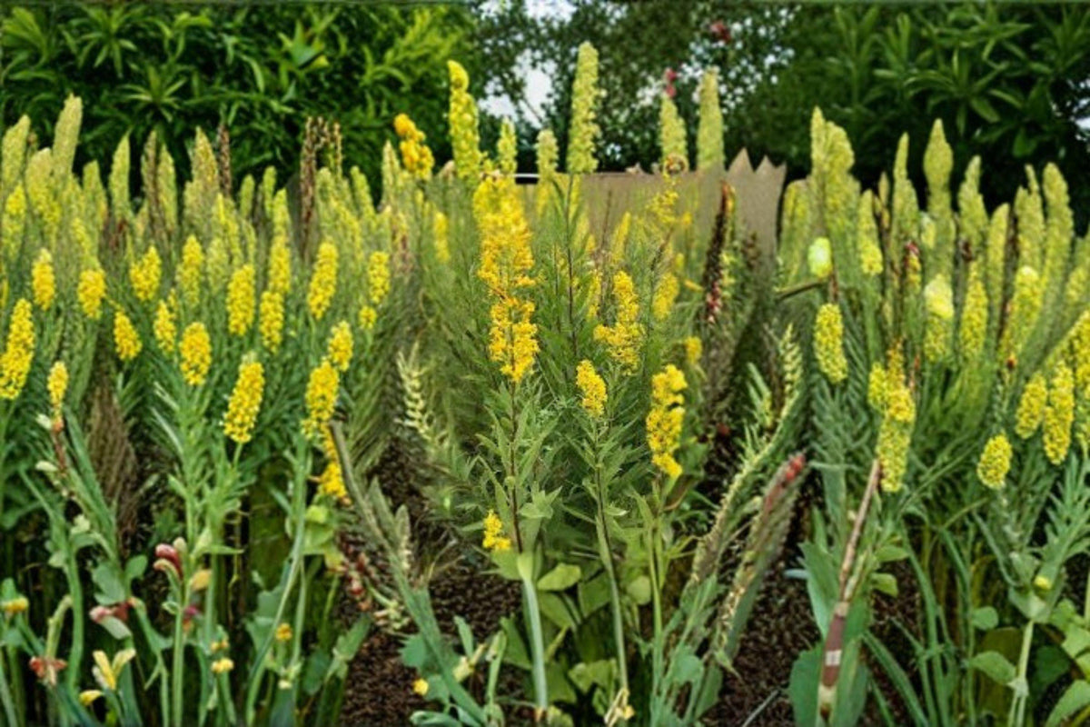 Showy Goldenrod Seeds – Native Perennial Wildflower, Bright Yellow Blooms, Solidago speciosa, Pollinator Attractant, 100 Seeds