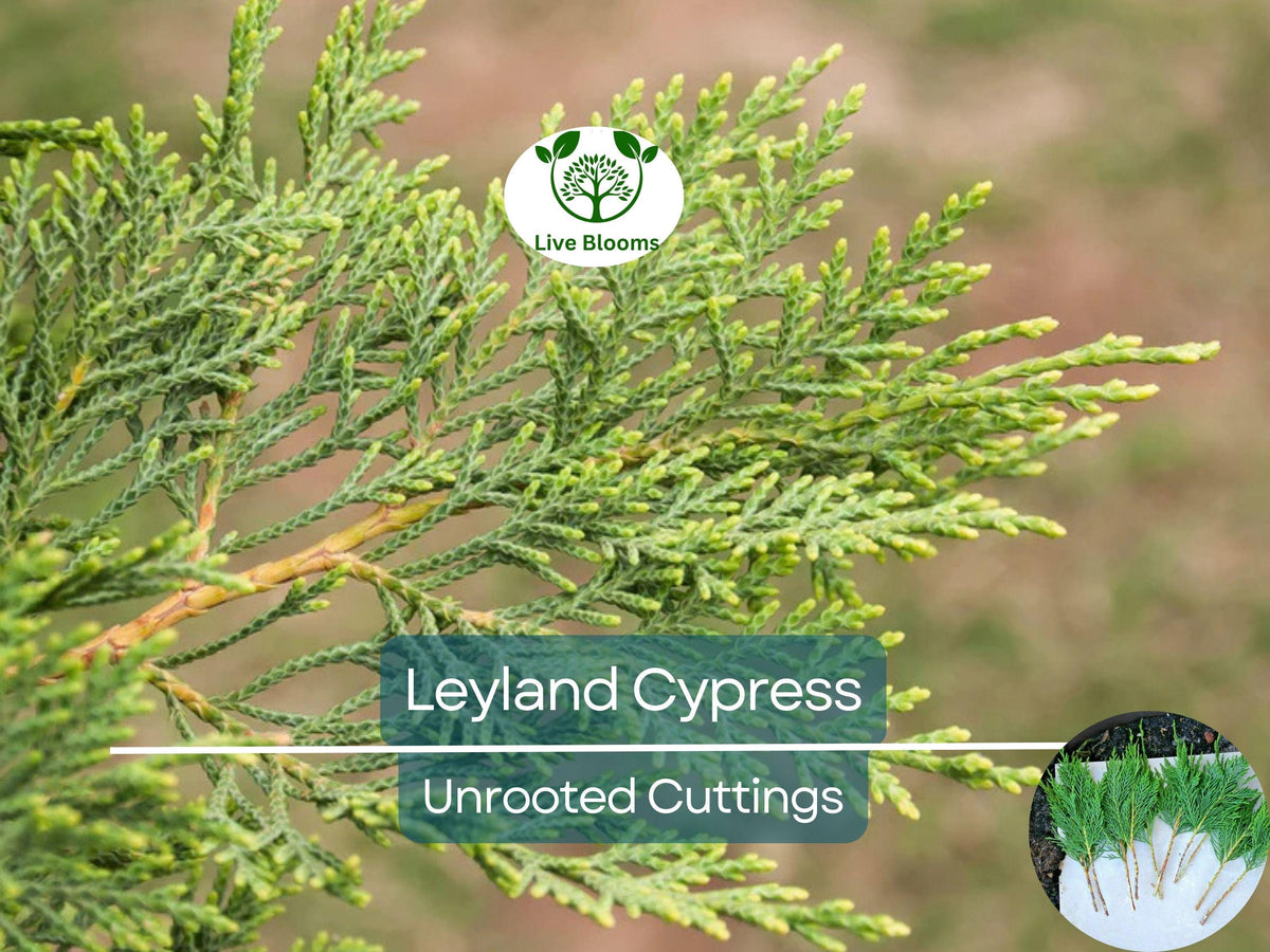 Leyland Cypress Unrooted Cuttings 6-8" for Privacy Screen, Evergreen Hedge, Fast-Growing Landscaping Tree, Cupressus × leylandii