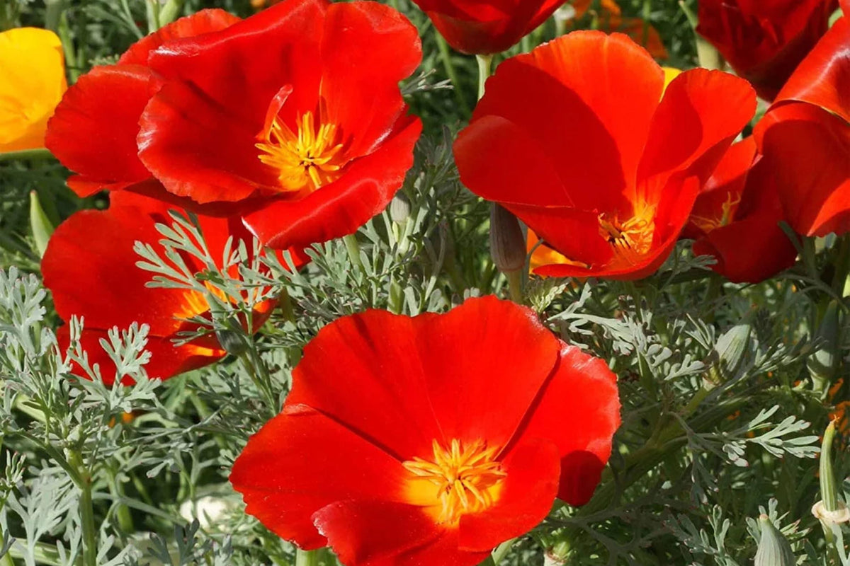 Red Chief California Poppy Seeds | Vibrant Red-Orange Blooms | Drought Tolerant | Pollinator Magnet | Eschscholzia californica