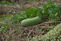 Wax Gourd Seeds – Winter Melon, Benincasa hispida, Large Fruits, Asian Storage Vegetable, Vining Plant, Non-GMO, 10 Seeds