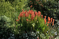 Castilleja linariifolia Narrow-leaved Desert Paintbrush Seeds – Native Wildflower for Xeriscape & Mountain Gardens