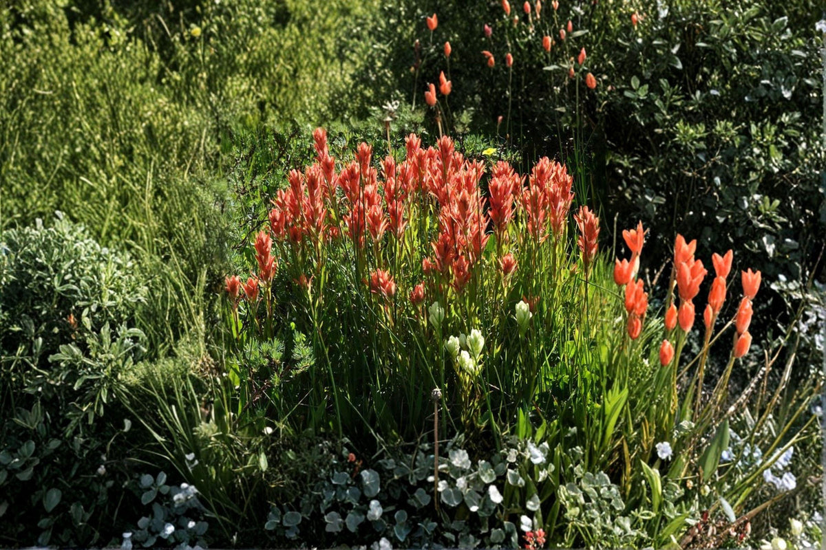 Castilleja linariifolia Narrow-leaved Desert Paintbrush Seeds – Native Wildflower for Xeriscape & Mountain Gardens