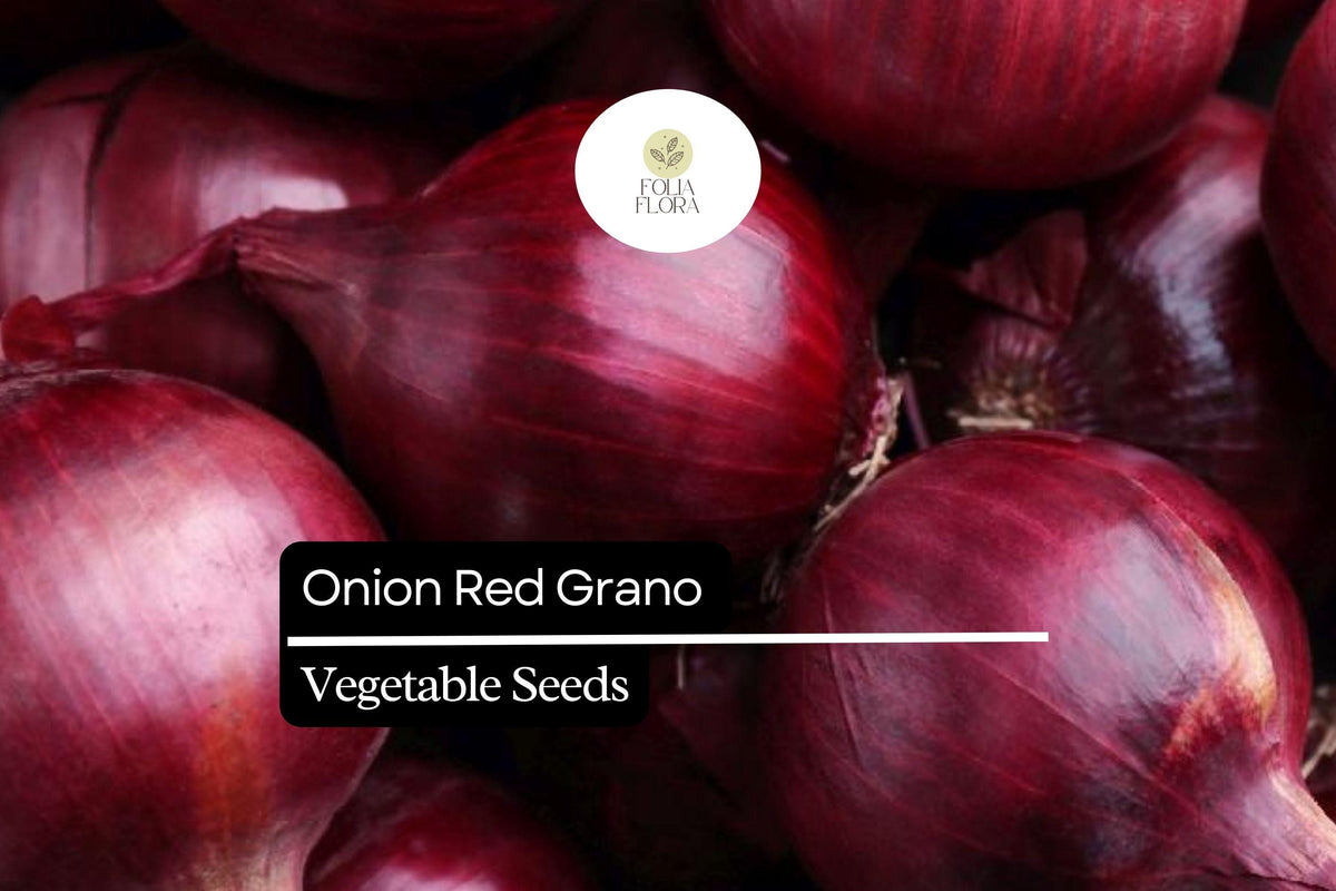 200 Seeds Red Grano Onion Allium Cepa, Sweet Red Bulb Onion for Gardens, Mild Flavor, Storage-Ready