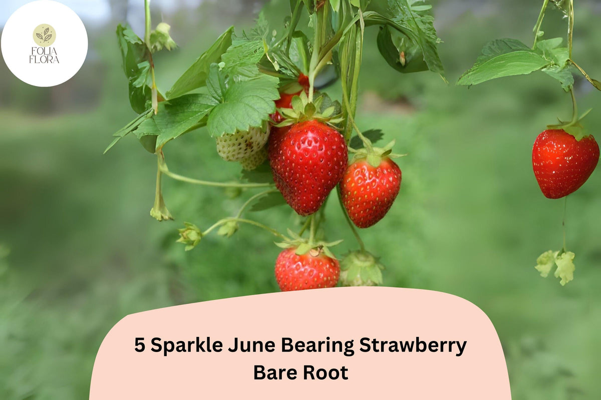 5 Live Bare Root Sparkle Strawberry Plants – June-Bearing Fragaria × ananassa, Sweet Red Berries, Non-GMO Garden Fruit