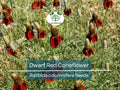 500 Seeds Dwarf Red Coneflower Perennial, Pollinator-Friendly, Non-GMO, Meadow Wildflower, Ratibida columnifera