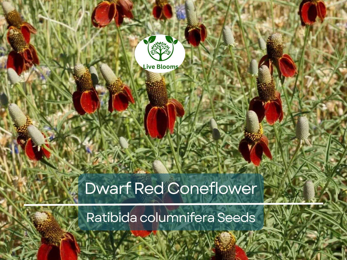 500 Seeds Dwarf Red Coneflower Perennial, Pollinator-Friendly, Non-GMO, Meadow Wildflower, Ratibida columnifera