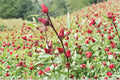 Roselle Seeds | Hibiscus sabdariffa | Edible Tropical Herb | Asian Sour Leaf | 10 Seeds