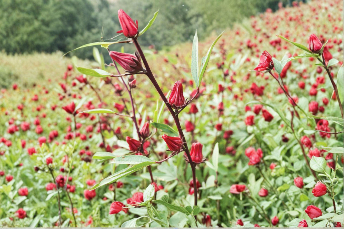 Roselle Seeds | Hibiscus sabdariffa | Edible Tropical Herb | Asian Sour Leaf | 10 Seeds