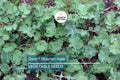 Dwarf Siberian Kale Seeds – Non-GMO Heirloom for Containers, Cool Weather, Dark Green Leaves, Brassica oleracea
