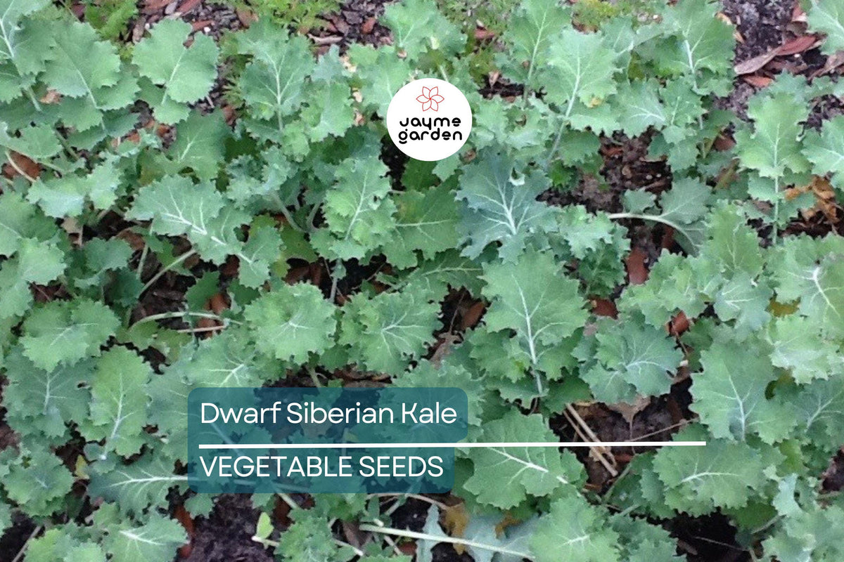 Dwarf Siberian Kale Seeds – Non-GMO Heirloom for Containers, Cool Weather, Dark Green Leaves, Brassica oleracea