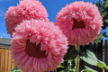 Pink Giant Teddy Bear Sunflower Seeds, 50pcs, Large Fluffy Pink Blooms, Helianthus annuus, Heirloom, Easy to Grow