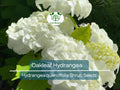 Hydrangea Seeds, White Flower Bush, Oakleaf Hydrangea (Hydrangea quercifolia), Deciduous Shrub, Garden Starter, Landscaping Plant