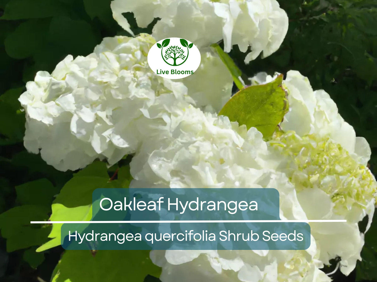 Hydrangea Seeds, White Flower Bush, Oakleaf Hydrangea (Hydrangea quercifolia), Deciduous Shrub, Garden Starter, Landscaping Plant