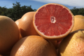 Star Ruby Grapefruit Seeds - Juicy Deep Red Citrus Tree Seeds - Citrus paradisi 'Star Ruby' for Home Gardens