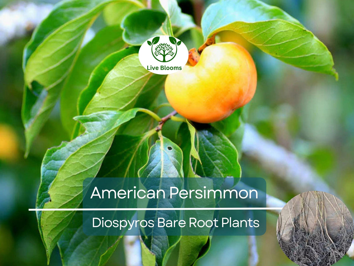 American Persimmon Tree Bare Root – 12-24in, Diospyros virginiana, Native, Cold Hardy, Edible Fruit, Non-GMO, Wildlife-Friendly