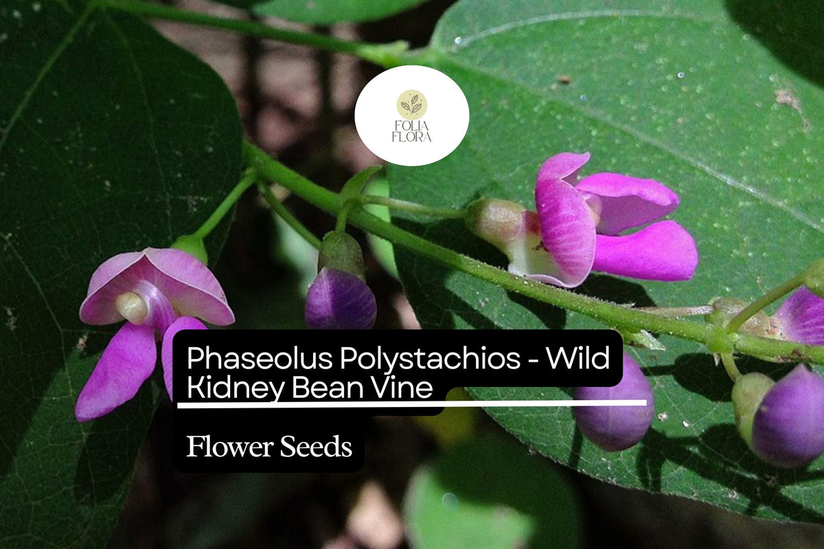 Wild Kidney Bean Vine Seeds – Perennial Climber, Native Phaseolus polystachios, Edible Beans, Ornamental Flowers, Eco-Friendly Garden Plant