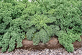 Dwarf Siberian Improved Kale Seeds – Cold-Hardy, Flat Leaves, Heirloom, 250 Seeds for Fall & Winter Gardening