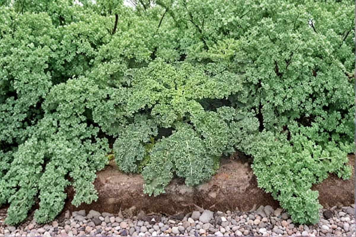 Dwarf Siberian Improved Kale Seeds – Cold-Hardy, Flat Leaves, Heirloom, 250 Seeds for Fall & Winter Gardening