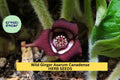 Wild Ginger Seeds 100mg | Native Ground Cover for Shade Gardens | Asarum canadense Planting Seeds