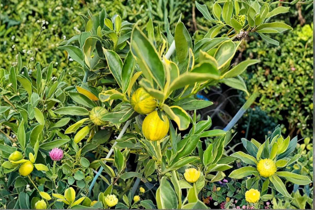 Centennial Variegated Kumquat Live Plant | 8-12 Inches | Variegated Citrus Tree | Citrus japonica
