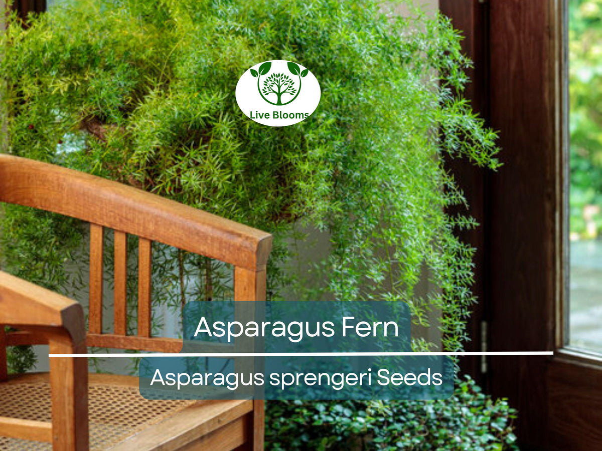 20 Asparagus Fern Seeds – Indoor Houseplant, Hanging Basket, Low Maintenance, Feathery Greenery, Asparagus sprengeri, Easy Care