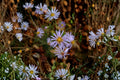 Prairie Aster Seeds – Symphyotrichum turbinellum Native Wildflower for Pollinator Gardens, Drought Tolerant, Purple Daisy-Like Flowers