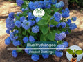 Blue Hydrangea Plant Cutting 3-8" Fully Rooted Hydrangea macrophylla Live Garden Shrub
