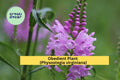 Obedient Plant Bare Roots 30 Pack – Physostegia virginiana Pink-Purple Perennial for Garden Borders & Pollinator Beds