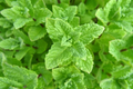 Peppermint Herb Seeds 1000 Pack for Tea Culinary Use Mentha × piperita