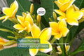 Yellow Plumeria Cutting – 10" Unrooted Frangipani, Tropical Flowering Tree, Hawaiian Grown, Indoor & Outdoor Garden Plant