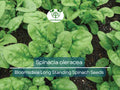 Spinach Seeds 1 Gram Bloomsdale Long Standing Heirloom Spinacia oleracea for Gardening & Planting
