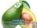 Unrooted Avocado Cuttings 4-7" for Grafting, Persea americana, Propagation, High-Quality Fruit Tree, Pesticide-Free, Garden or Orchard