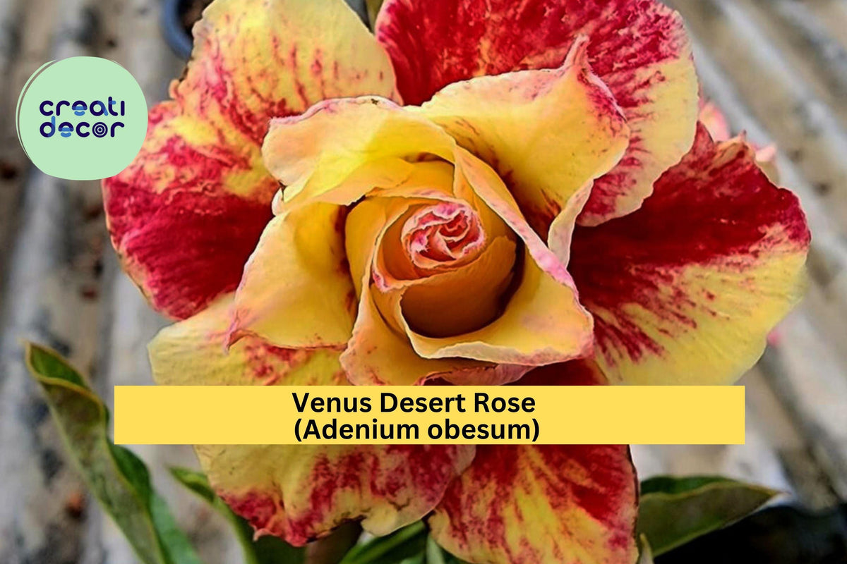 Venus Desert Rose Adenium obesum – 4–6" Live Rooted Seedling, Mini Succulent Tree with Pink-Red Blooms, Ornamental Houseplant