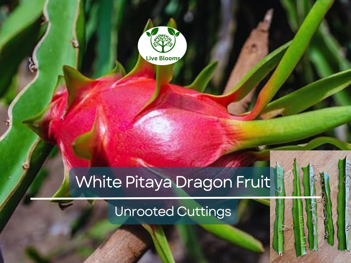 5pcs 10" Unrooted White Pitaya Dragonfruit Cuttings Hylocereus for Growing, Edible Fruit Cactus, Garden Planting, Propagation