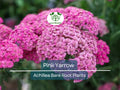 12 Pink Yarrow Plants Bare Root Achillea millefolium Perennial Pollinator-Friendly Drought Tolerant