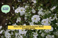 3pcs Baby’s Breath Covent Garden White Seeds Gypsophila elegans for Bouquets & Gardens, White Airy Flowers, Fast-Growing Annual Seed Pack