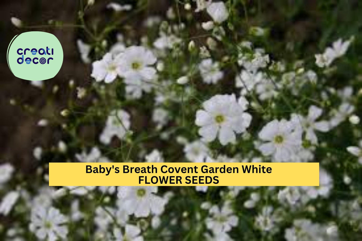 3pcs Baby’s Breath Covent Garden White Seeds Gypsophila elegans for Bouquets & Gardens, White Airy Flowers, Fast-Growing Annual Seed Pack