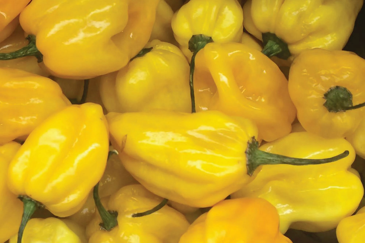 Hot Lemon Habanero Pepper Seeds – Non-GMO, Capsicum chinense, Bright Yellow, 20 Seeds, USA Grown, Free Shipping