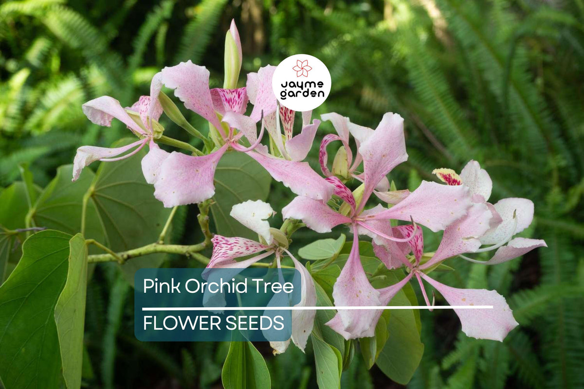 Pink Orchid Tree Seeds - Bauhinia monandra, Tropical Butterfly Flower, Fast Growing Ornamental Tree for Zones 10-12