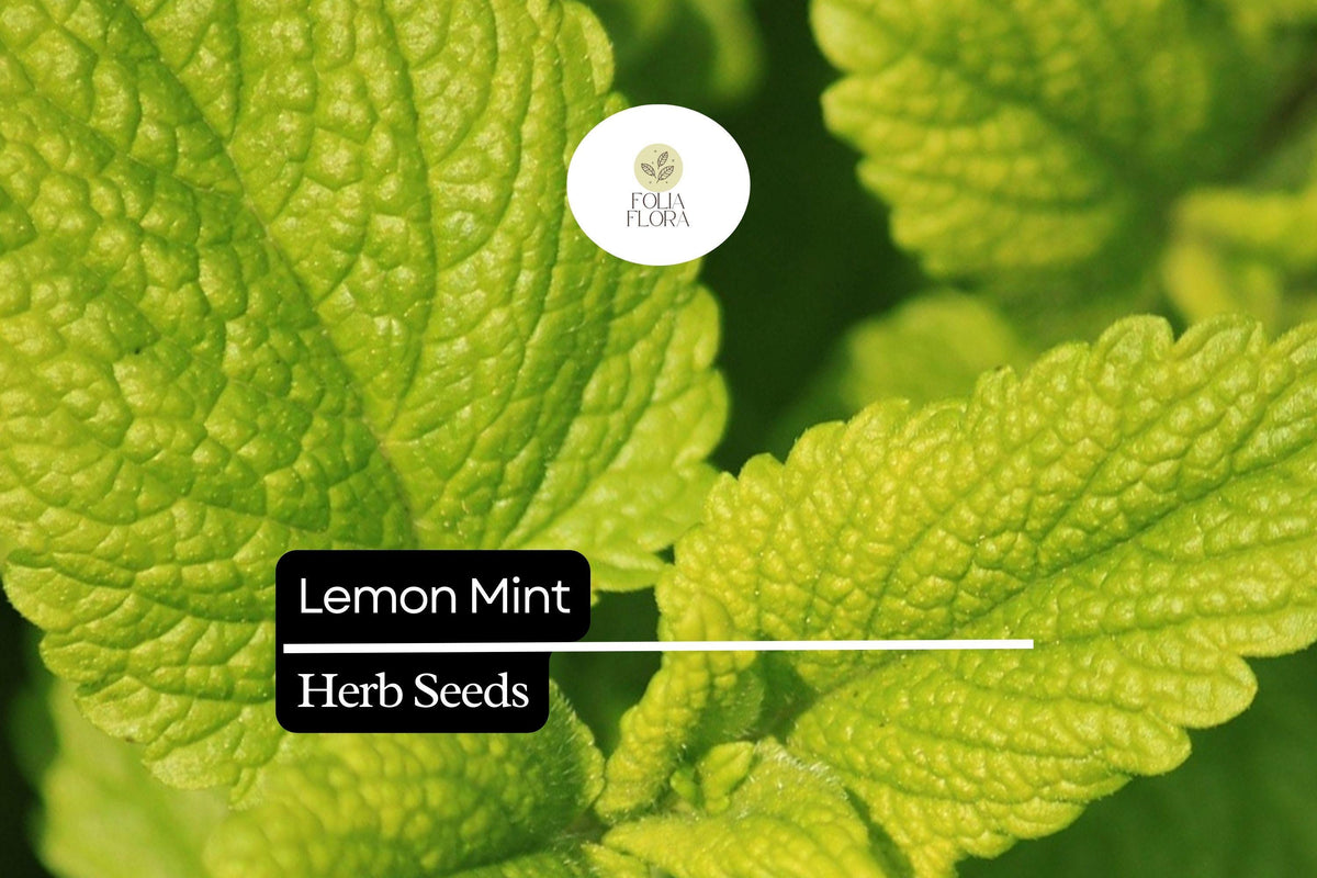 1000 Lemon Mint Seeds, Monarda citriodora, Fragrant Herb for Teas, Culinary Use, Pollinator Gardens